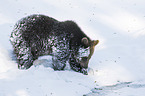 Europischer Braunbr