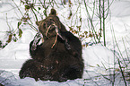 Europischer Braunbr