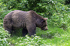Europischer Braunbr