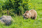 Europischer Braunbr