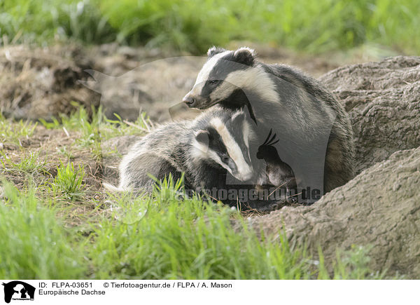 Europische Dachse / European badgers / FLPA-03651