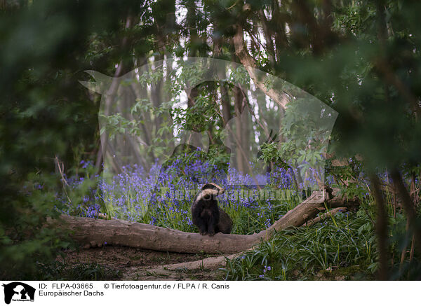 Europ�ischer Dachs / European badger / FLPA-03665