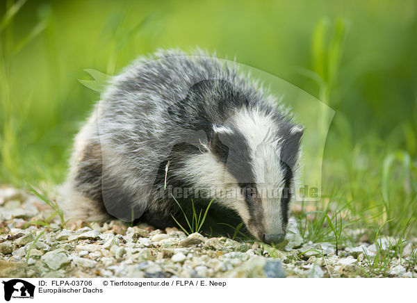 Europ�ischer Dachs / European badger / FLPA-03706