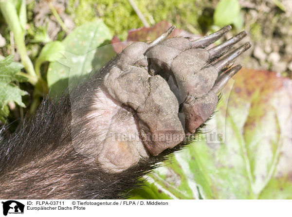 Europ�ischer Dachs Pfote / European badger paw / FLPA-03711