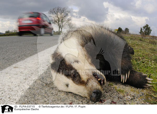 Europischer Dachs / European badger / FLPA-03715