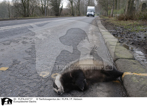 Europischer Dachs / European badger / FLPA-03717