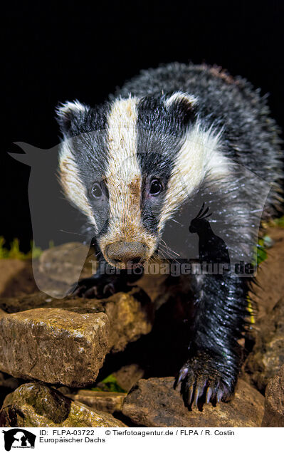 Europ�ischer Dachs / European badger / FLPA-03722