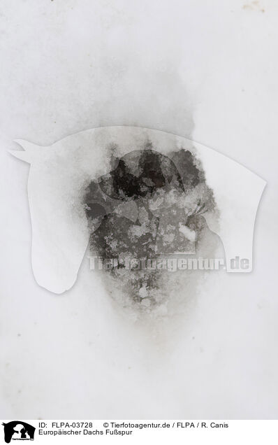 Europischer Dachs Fuspur / European badger footprint / FLPA-03728