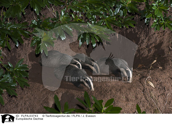 Europische Dachse / European badgers / FLPA-03743