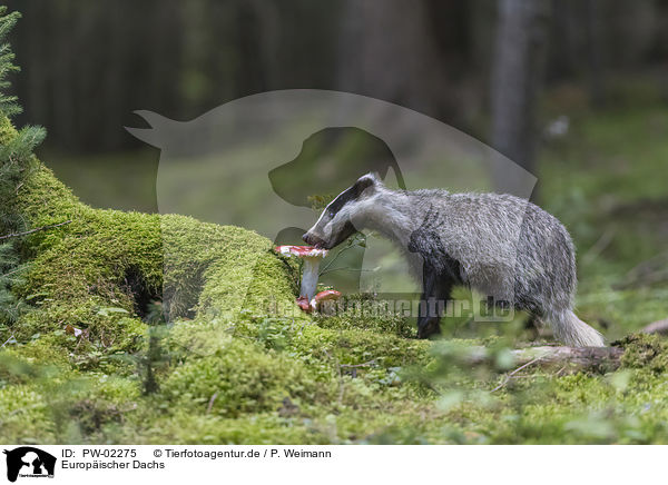 Europischer Dachs / Eurasian badger / PW-02275