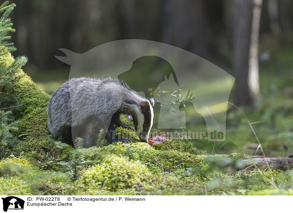 Europ�ischer Dachs / Eurasian badger / PW-02278