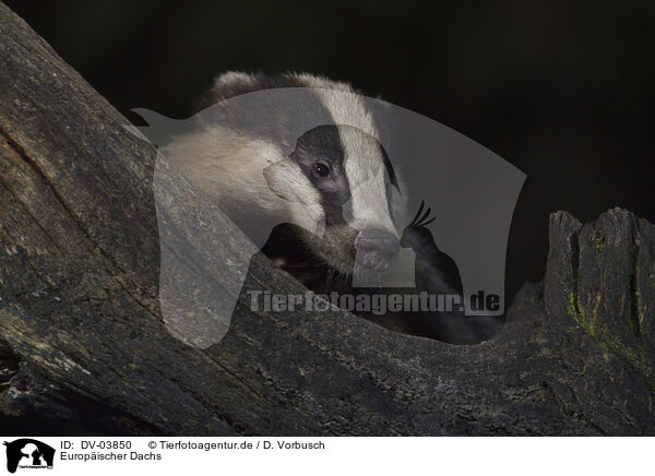 Europischer Dachs / Eurasian badger / DV-03850