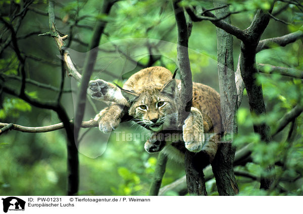 Europischer Luchs / Eurasian lynx / PW-01231