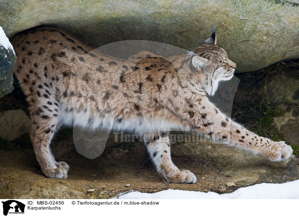 Karpatenluchs / Carpathian lynx / MBS-02456