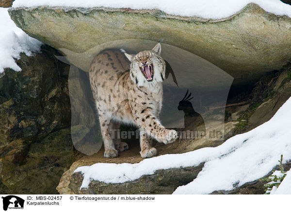Karpatenluchs / Carpathian lynx / MBS-02457