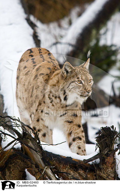 Karpatenluchs / Carpathian lynx / MBS-02460