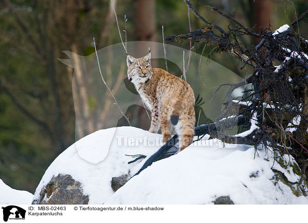 Karpatenluchs / Carpathian lynx / MBS-02463