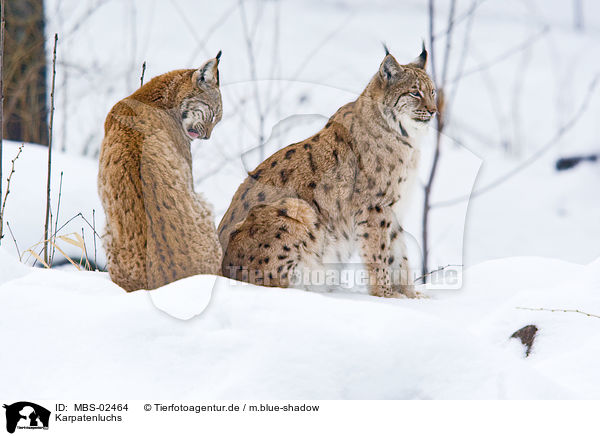 Karpatenluchs / Carpathian lynx / MBS-02464