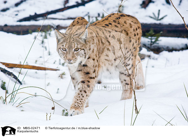 Karpatenluchs / Carpathian lynx / MBS-02471