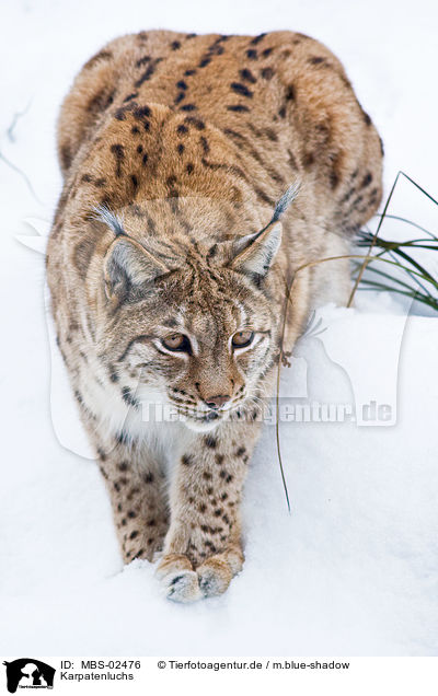 Karpatenluchs / Carpathian lynx / MBS-02476