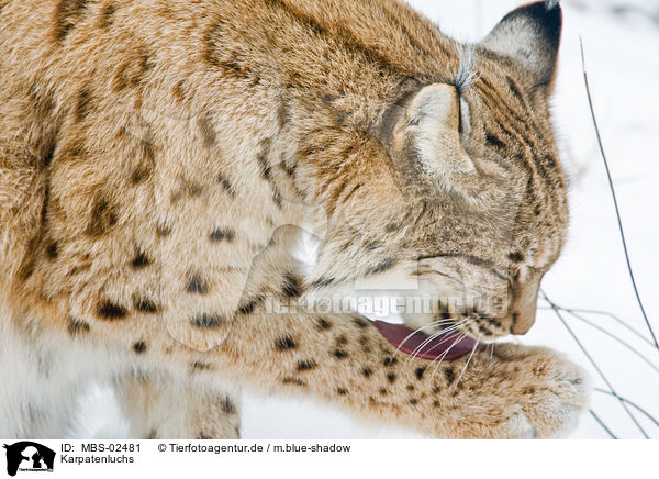 Karpatenluchs / Carpathian lynx / MBS-02481
