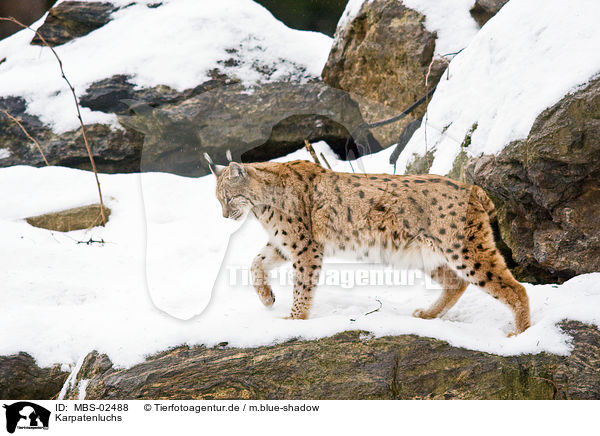 Karpatenluchs / Carpathian lynx / MBS-02488