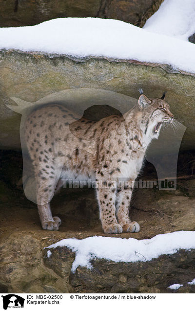 Karpatenluchs / Carpathian lynx / MBS-02500