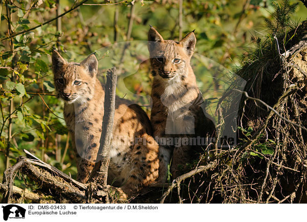 Europ�ische Luchse / lynxes / DMS-03433