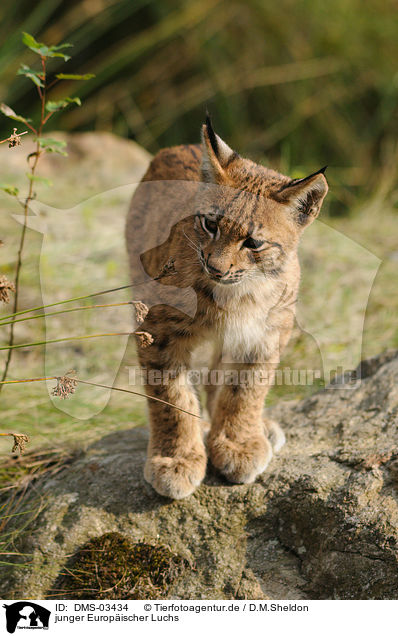 junger Europischer Luchs / young lynx / DMS-03434