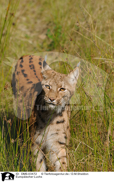 Europischer Luchs / DMS-03472