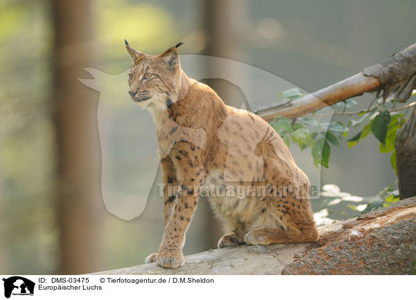 Europischer Luchs / lynx / DMS-03475