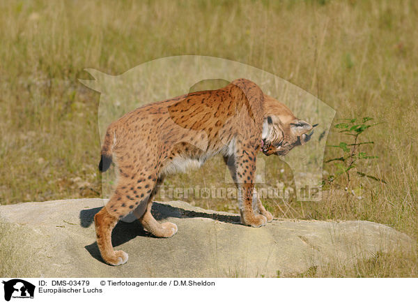 Europischer Luchs / lynx / DMS-03479
