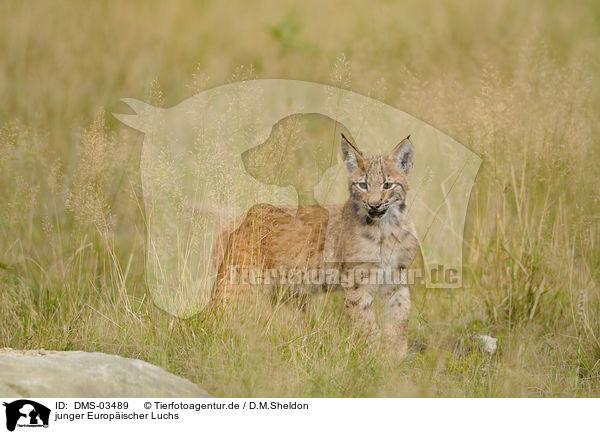 junger Europischer Luchs / young lynx / DMS-03489