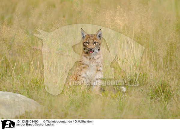 junger Europischer Luchs / DMS-03490