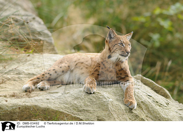 Europischer Luchs / lynx / DMS-03492