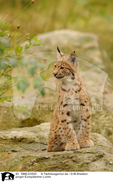 junger Europischer Luchs / young lynx / DMS-03500