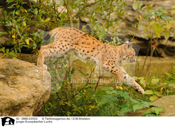 junger Europischer Luchs / young lynx / DMS-03502