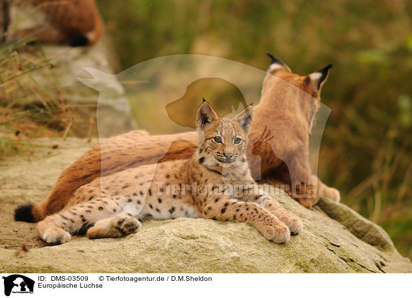 Europische Luchse / lynxes / DMS-03509