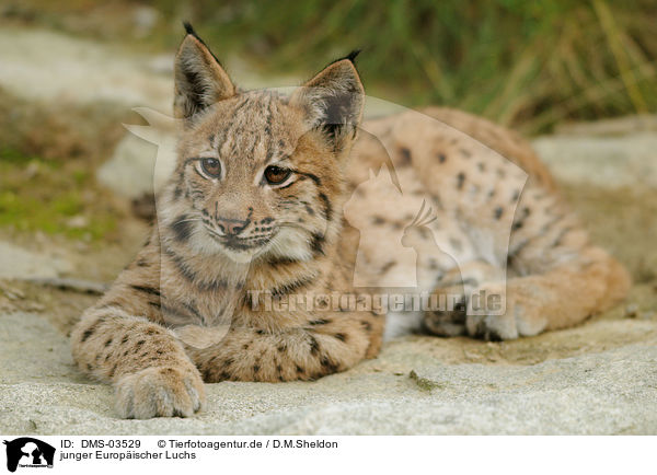 junger Europischer Luchs / young lynx / DMS-03529