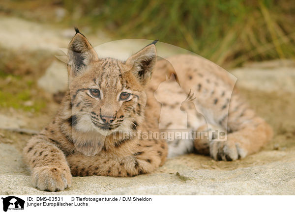 junger Europischer Luchs / young lynx / DMS-03531