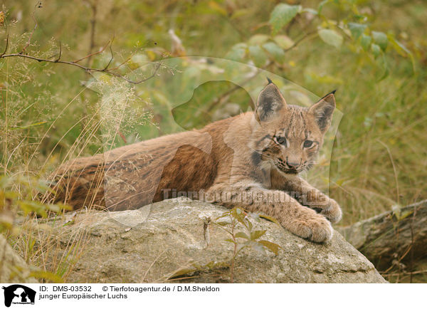 junger Europischer Luchs / young lynx / DMS-03532