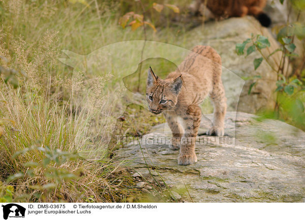 junger Europischer Luchs / young lynx / DMS-03675