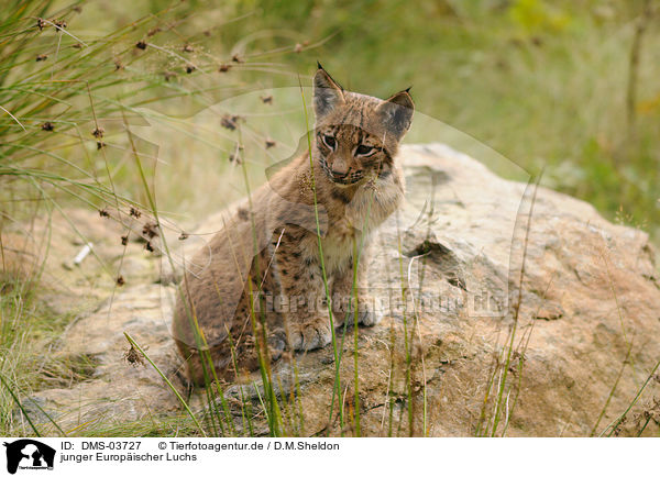 junger Europischer Luchs / young lynx / DMS-03727