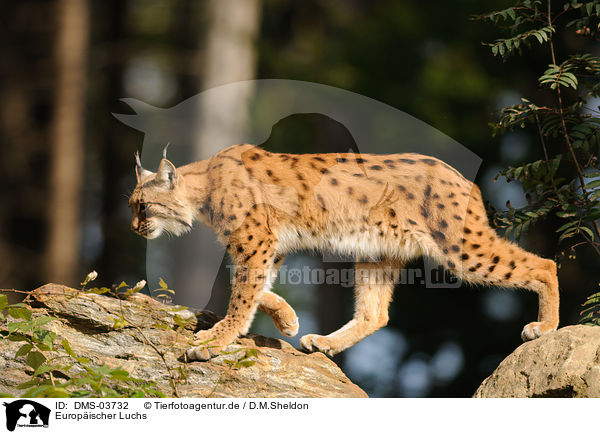 Europischer Luchs / lynx / DMS-03732