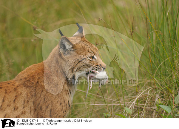 Europischer Luchs mit Ratte / lynx with rat / DMS-03743