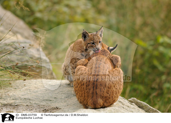 Europische Luchse / lynxes / DMS-03759