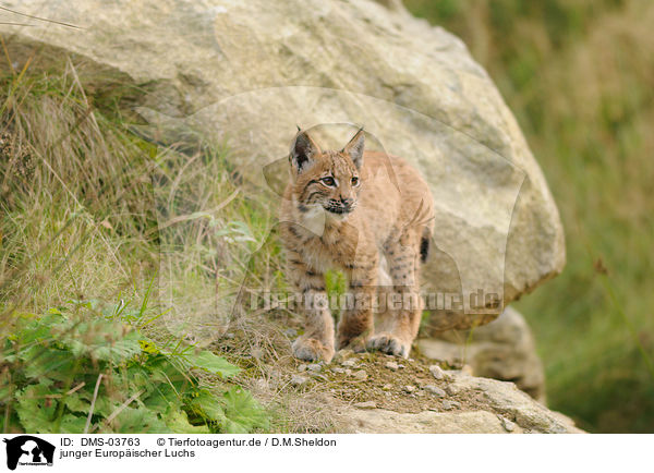 junger Europischer Luchs / young lynx / DMS-03763