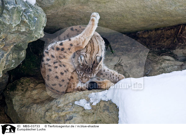 Europischer Luchs / lynx / MBS-03733