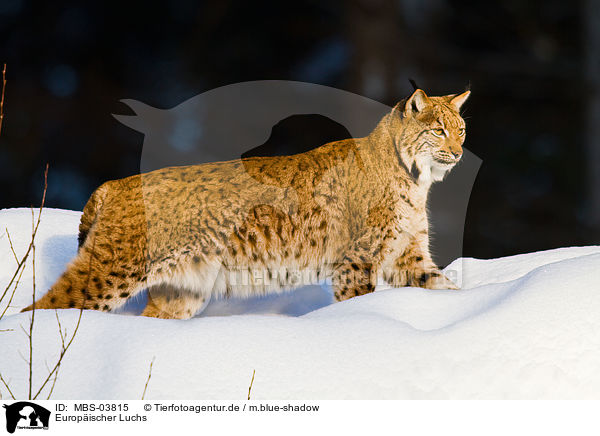 Europischer Luchs / lynx / MBS-03815