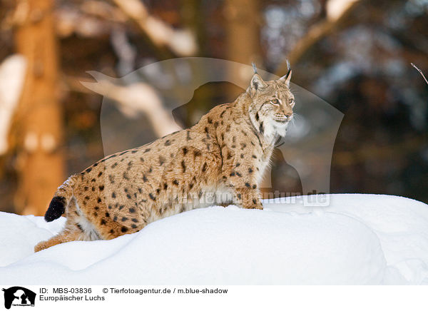 Europischer Luchs / MBS-03836